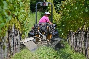 Mühlebach Weingut 