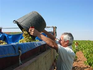 Paniza Bodegas