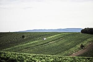 Kerschbaum Maria, by David Kerschbaum Kerschbaum Maria, by David Kerschbaum