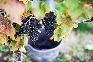 Kerschbaum Maria, by David Kerschbaum Kerschbaum Maria, by David Kerschbaum