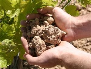 Bodegas y Viñedos Martuela