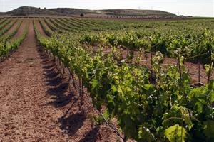 Bodegas y Viñedos Martuela